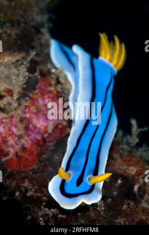 Elizabeth's Chromodoris, Nudibranch, Chromodoris elisabethina, Batu Merah dive site, Lembeh Straits, Sulawesi, Indonesia Stock Photo