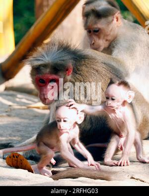 bonnet macaque monkey (Macaca radiata),family in close up, also known as zati, is a species of macaque endemic to southern India Stock Photo