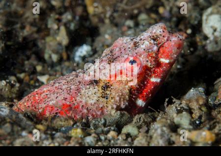 Reptilian Snake Eel, Brachysomophis henshawi, in hole, Critters dive site, Pantar Island, near Alor, Indonesia Stock Photo