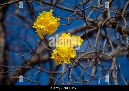 Wonderful yellow ipê tree against blue sky: the Golden Trumpet Tree (Handroanthus albus). Stock Photo