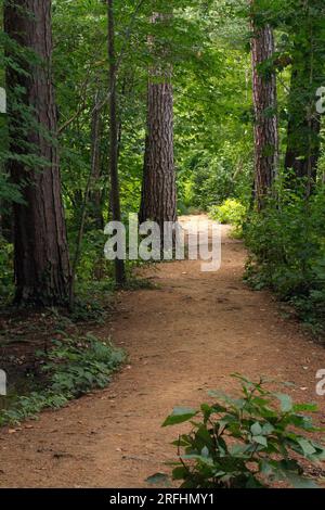 A lovely shaded dirt path through tall trees leading into the sunlight Stock Photo