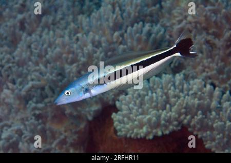 Blue Blanquillo, Malacanthus latovittatus, Tanjung Tutunuuake dive site, Wetar Island, near Alor, Indonesia Stock Photo