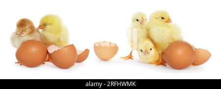 Collage with small cute baby chickens and eggs isolated on white Stock Photo