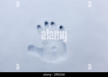 the imprint of one person's hand on the snow in the winter season in nature Stock Photo