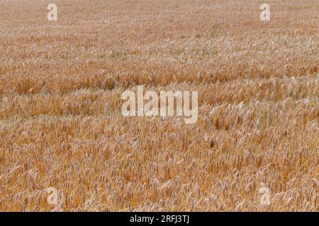 yellowed rye field about the time of maturation, the color change of ...