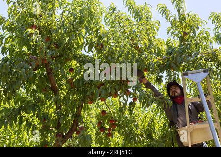 Worker harvesting Peaches 'Rich Lady'   (Prunus persica)  Ron Gunkel  Orchard,    Columbia River Gorge,  Washington. Stock Photo