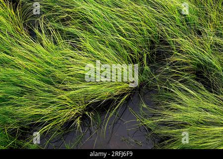 A landscape image of wild grass growing in a wetland in rural Alberta Canada Stock Photo