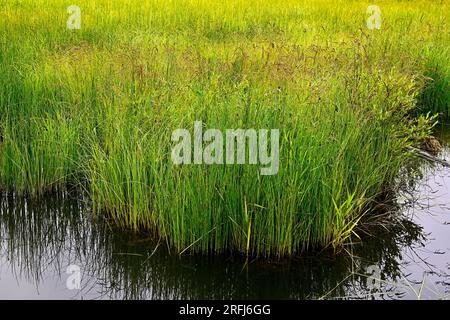 A landscape image of wild grass growing in a wetland in rural Alberta Canada Stock Photo