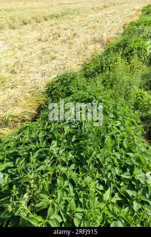 nettle growing next to an agricultural field with wheat, a combination of different types of plants of different colors Stock Photo