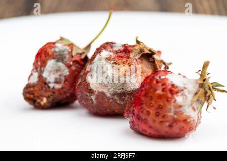 Strawberries with mold. Strawberry diseases and storage. Red ripe