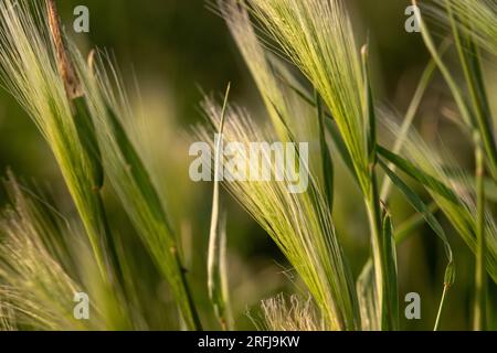 Nebraska weeds close up feather grass in the wind . High quality photo Stock Photo