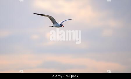 Caspian Tern bird in flight against evening sunset skies. Serene atmosphere in Bundala national park, Sri Lanka Stock Photo