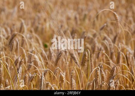 yellowed rye field about the time of maturation, the color change of ...