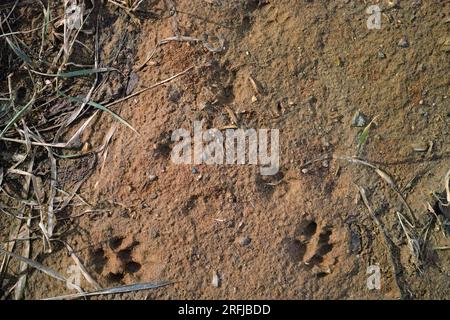 cat or dog footprints on the muddy surface, outdoor close up Stock Photo