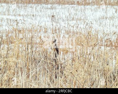 Short Eared Owl Perched in Snow Covered Stems on a Winter Day Stock Photo