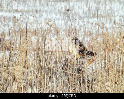 Short Eared Owl Perched in Snow Covered Stems on a Winter Day Stock Photo