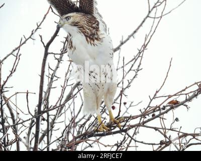 Red-Tailed Hawk Raptor Bird Perched in a Snow Filled Tree on a Winter Day Stock Photo