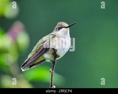 Ruby-Throated Hummingbird Perched on the End of a Bush Branch in the Late Summer Stock Photo