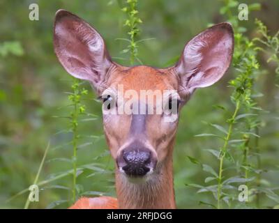 A Doe Closeup of Face with Ears Up and Curious Eyes as This Female Deer Stands in High Green Foliage on a Summer Day Stock Photo