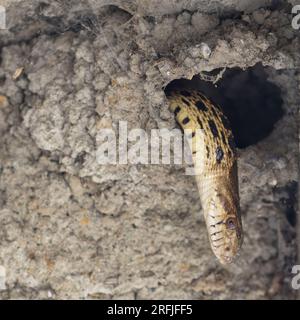 Pacific Gopher Snake Looking for Eggs and Nestlings in a Cliff Swallow Nest. Palo Alto Baylands, Santa Clara County, California. Stock Photo