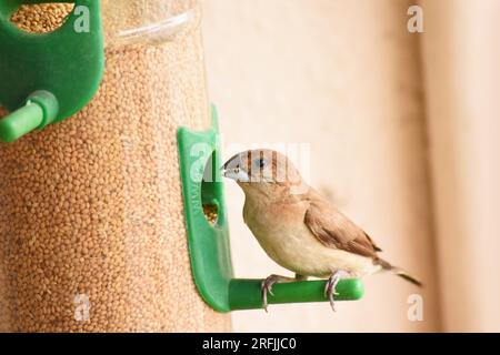 The Scaly-breasted Munia, Lonchura punctulata, also called the Spice Finch on a Window Bird Feeder, Pune, Maharashtra, India Stock Photo