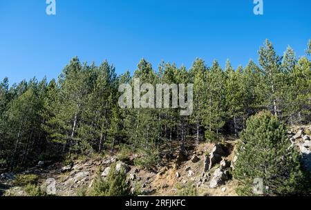 Greece, Epirus flora. Pinus Nigra, Austrian or black pine coniferous tree at mountain forest winter sunny day. Blue sky background. Under view Stock Photo