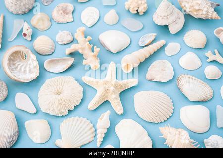 Maritime summery pattern. Seashells, starfish, coral various beach finding layout. Stock Photo