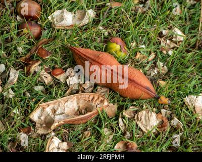 Black been tree pods and seeds on the ground, one pod split open and one still closed and intact Stock Photo