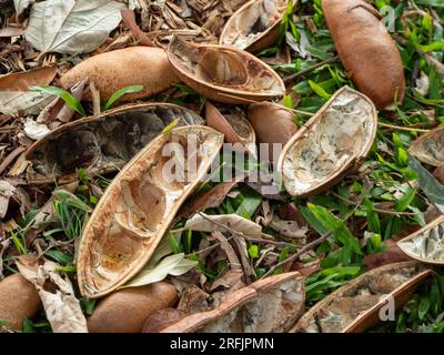 Black Bean  tree pods on the ground, one open and showing the space where the three seeds were Stock Photo