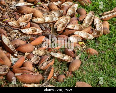 Many Pods that have three to five seeds from the Black Bean  tree, Castanospermum australe, on the ground Stock Photo