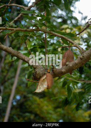 Pods that have three to five seeds hanging from the Black Bean  tree, Castanospermum australe Stock Photo