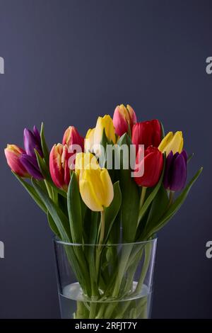 Multicoloured Fresh Cut Tulips In Glass Vase on Dark Grey Background Stock Photo