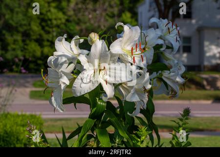 Close up view of an oriental lily plant (lilium) with beautiful large white flowers, blooming in a sunny garden in early evening Stock Photo