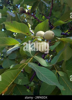 Walnut fruits in nature Stock Photo
