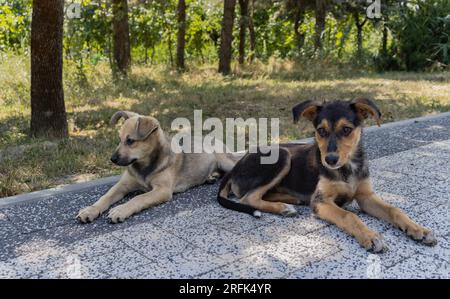 Sad stray dogs laying down in the shade in a park on a hot summer day Stock Photo