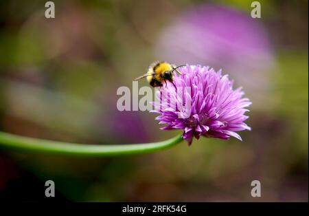Bumble bee on a globe amaranth flower Stock Photo