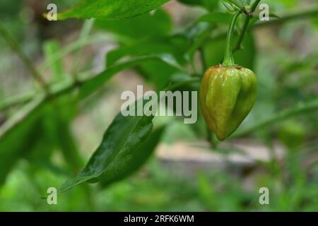 Close up of a matured Capsicum Chinense chili fruit begins to ripe in the garden Stock Photo