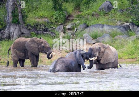 Elephant bulls spend a lot of time roaming alone as they feed but they do often meet up at waterpoints where they can socialise and play. Stock Photo