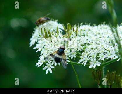 Volucella pellucens hoverfly on white flower head Stock Photo