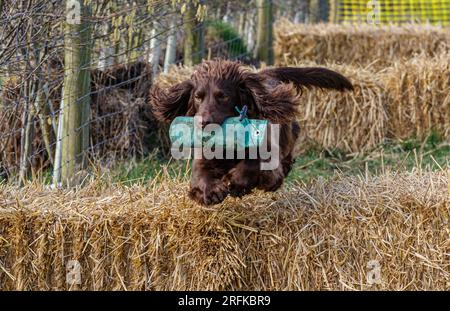 Working Springer and Cocker Spaniels gun dog training session practicing scurries.  The spaniels were running, jumping fences and flying over and arou Stock Photo
