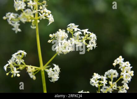 Galium grows in a meadow in the wild Stock Photo