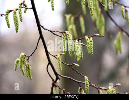 Flowers bloom on a hornbeam branch in the forest Stock Photo