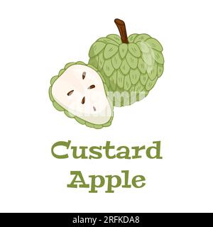 Custard apple whole fruit and half sliced.Cherimoya,annona reticulata,wild sweetsop,soursop,sugar apple icon. Stock Vector