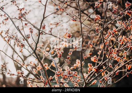 Backlit witch hazel in a winter garden at golden hour Stock Photo