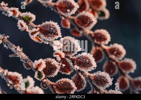 Frost and ice crystals on delicate red and green leaves Stock Photo