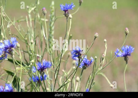 Blue cornflower (Centaurea cyanus) blooms in the field among the grasses Stock Photo