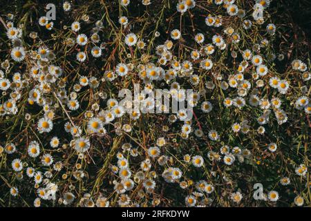 Top view of wildflowers. Blooming daisies in the field. Stock Photo