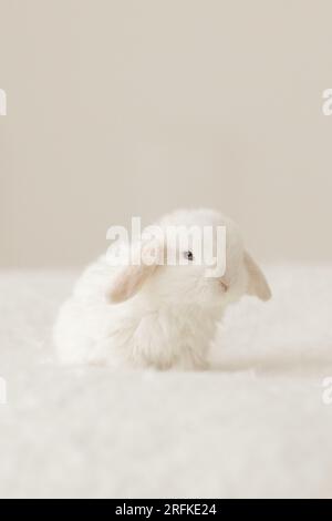 baby bunny sits in a fluffy ball on a soft background Stock Photo