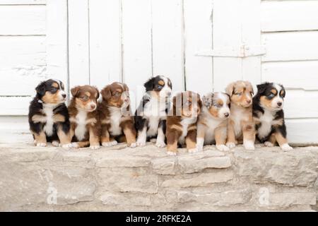 litter of sheepdog puppies on a stone barn step Stock Photo