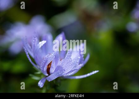 Macro image of purple flower against blurred green background. Stock Photo